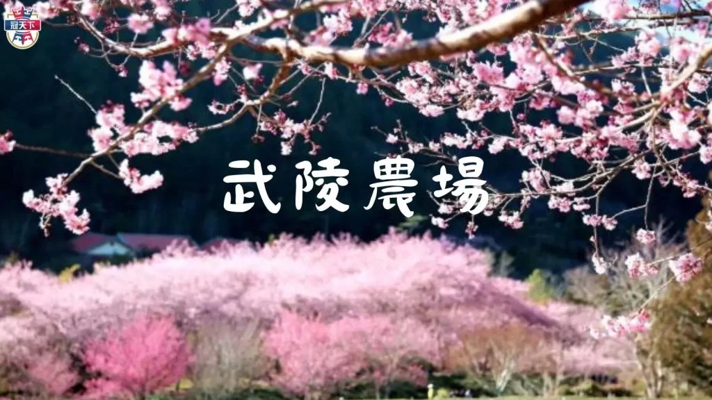 2023台灣櫻花季