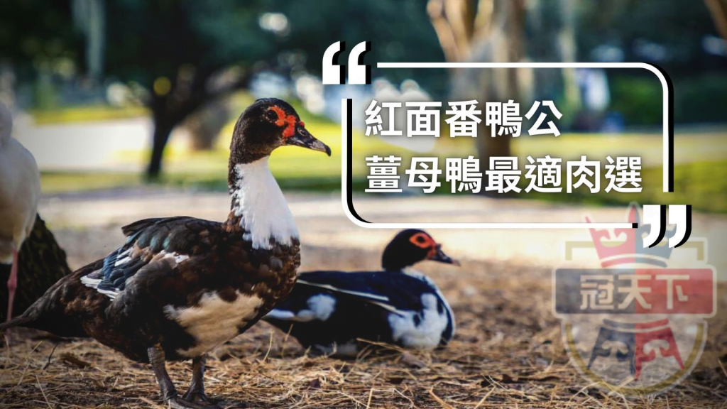 薑母鴨怎麼煮