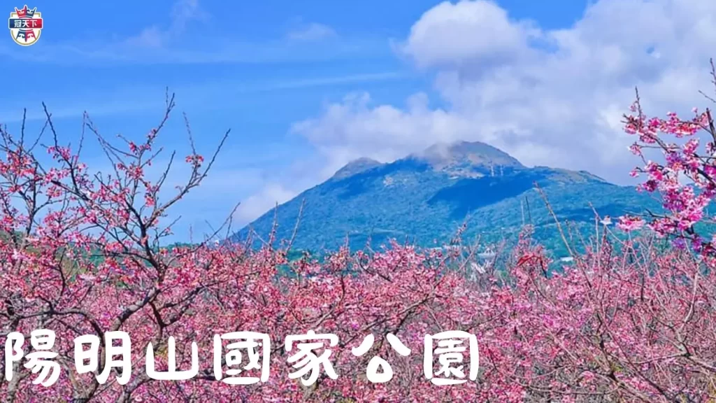 2023台灣櫻花季
