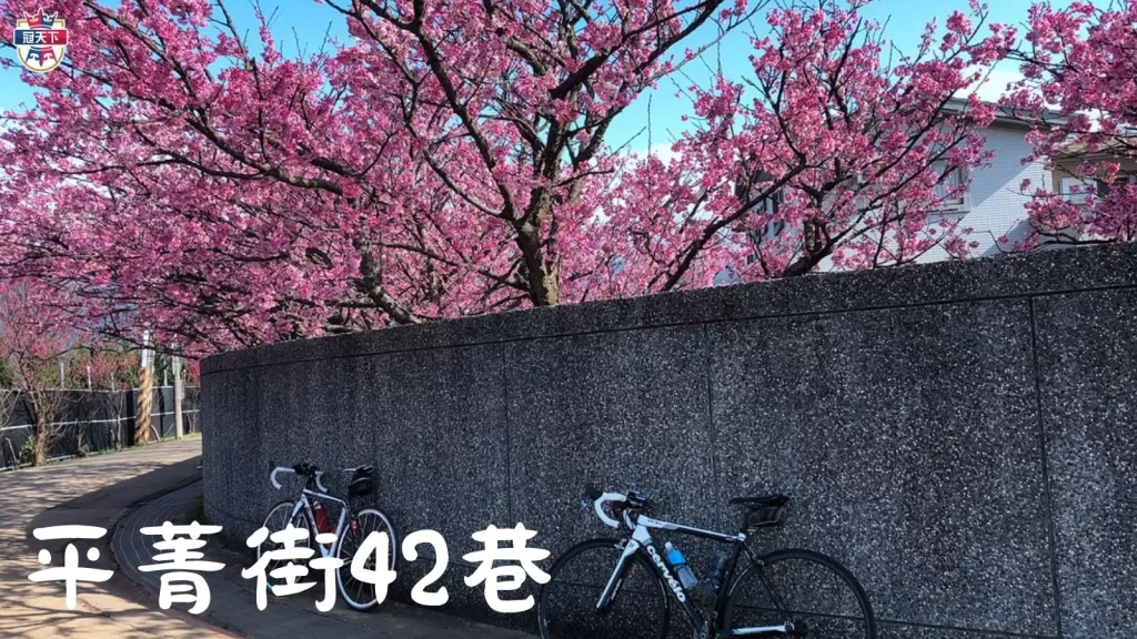 2023台灣櫻花季