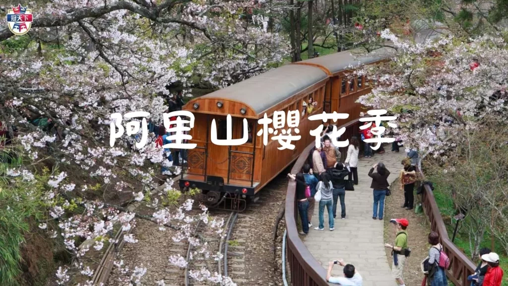 2023台灣櫻花季