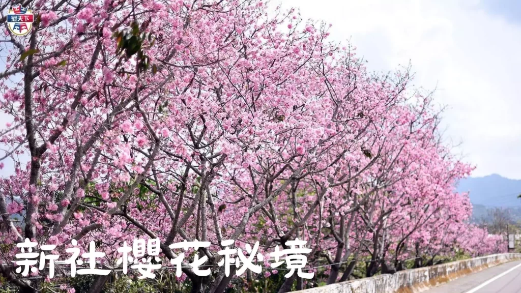 2023台灣櫻花季