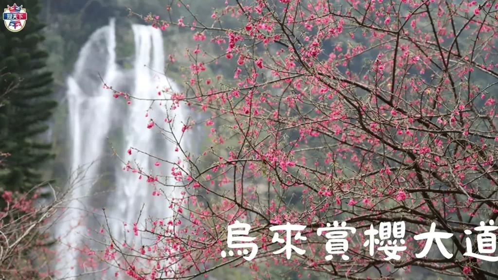 2023台灣櫻花季